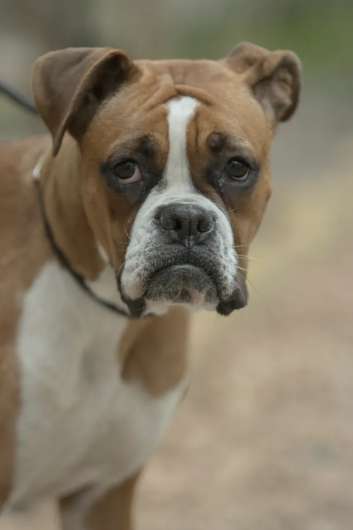 A real brown and white boxer dog with a dark muzzle and a white stripe down its face.
