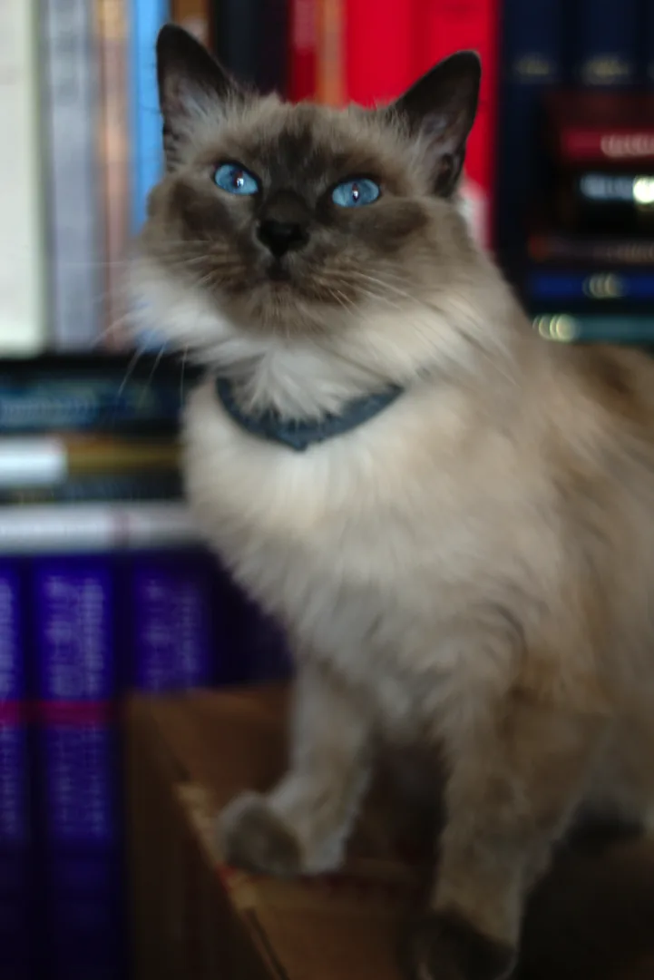 A real cream long-haired cat with a dark face and ears, blue eyes and a plain blue collar.